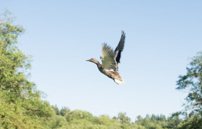 Mallard duck flies in Campbell Valley Regional Park