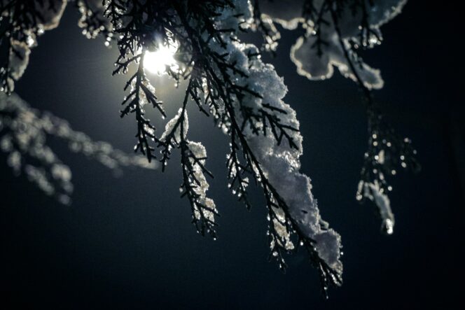 The moonlights up a branch covered in snow