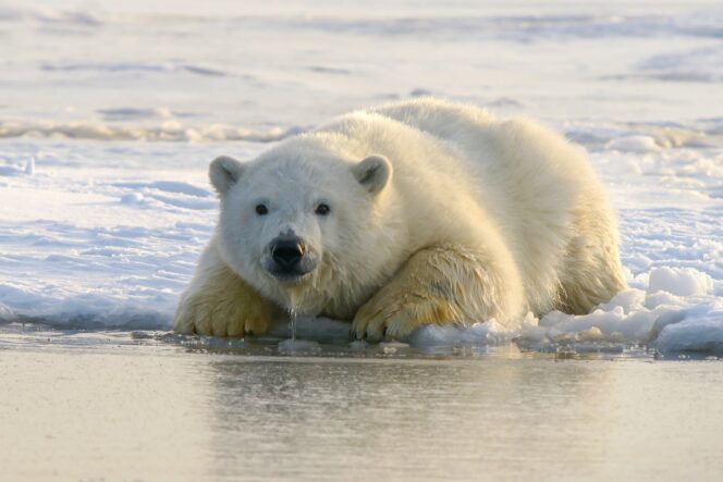 A polar bear getting ready to go for a swim.