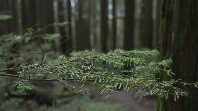 A close up of a hemlock branch in Mount Seymour Provincial Park