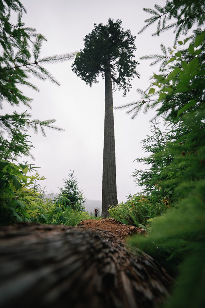 An old growth tree stands alone in a clearcut in a still from the film Rematriation.