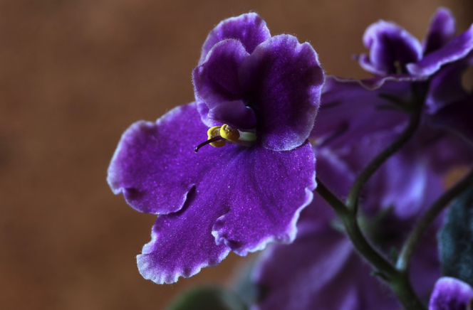 Close up of an African Violet