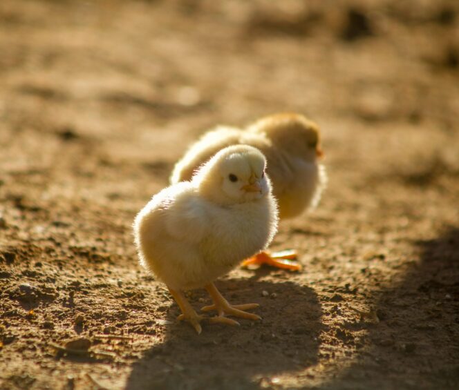 A close up of two baby chicks.