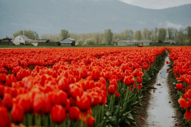 A field of red tulips at the Chillliwack Tulip Festival