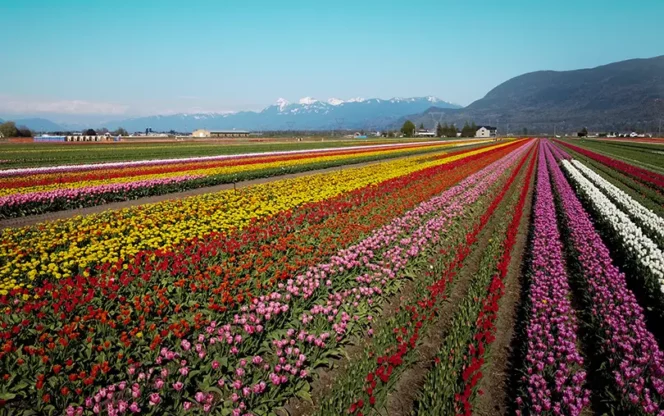 Drone shot of tulips at the Abbotsford Tulip Festival