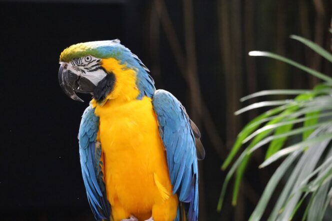 A tropical bird at the Bloedel Conservatory in Vancouver