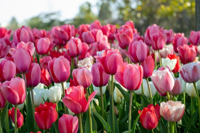 A close up of red, pink, and white tulips.