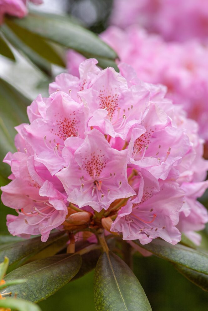 Close-up of a rhododendron bloom. Photo: Yoksel Zok/Unsplash