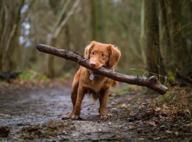 A dog carries a large stick on a forested hiking trail