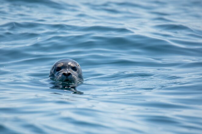 A curious seal looks up from the water