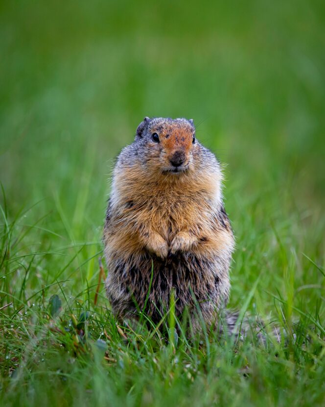 A Columbia ground squirrel stands in the grass at Manning Provincial Park