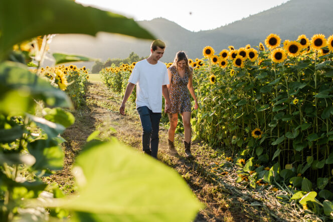 A couple walks through the fields at the Abbotsford Sunflower Festival