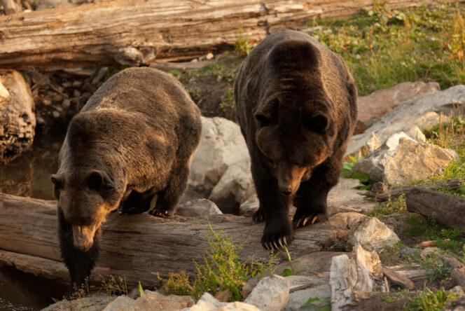 Grizzly bears at Grouse Mountain