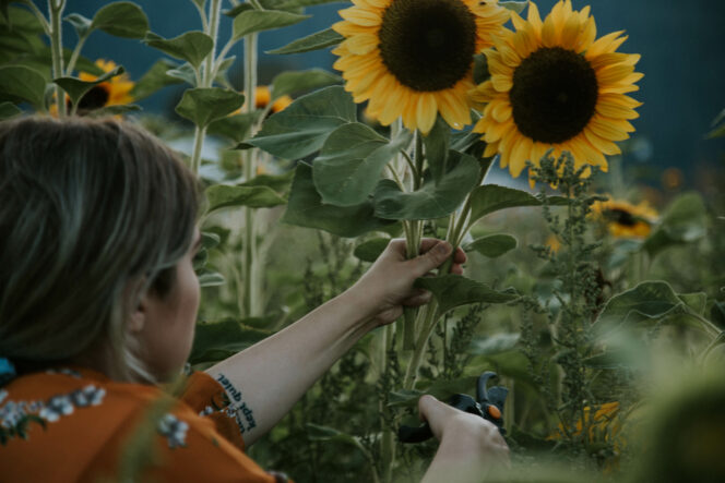 A person gathering sunflowers in a field.