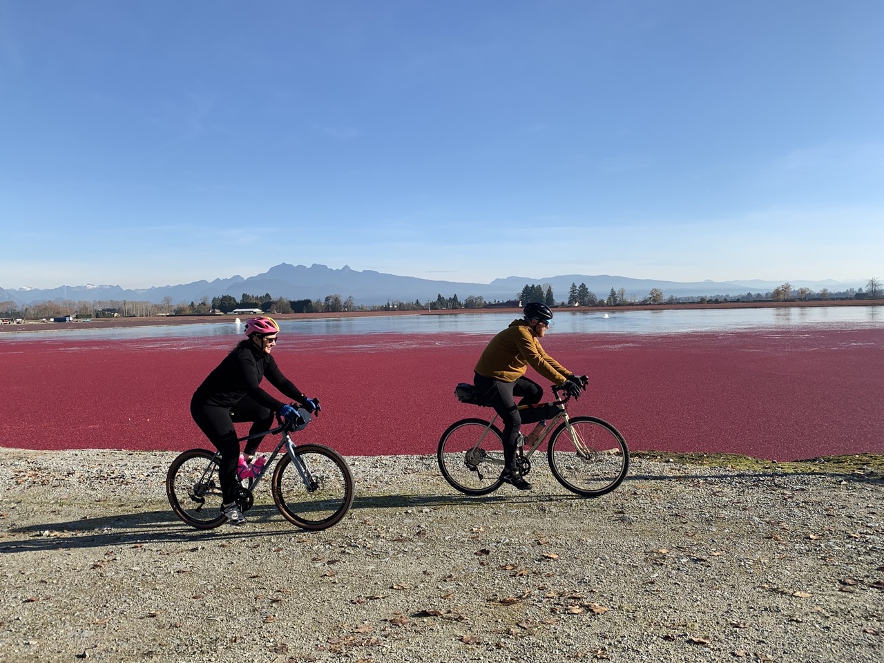 Cyclists ride past a flooded cranberry field near Vancouver