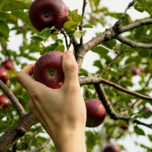 A close up of a hand picking an apple