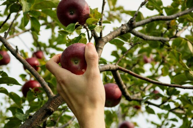 A close up of a hand picking an apple