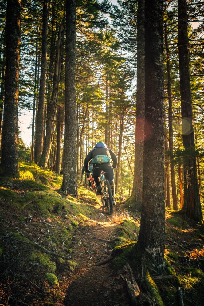 Mountain bikers in a sunny forest