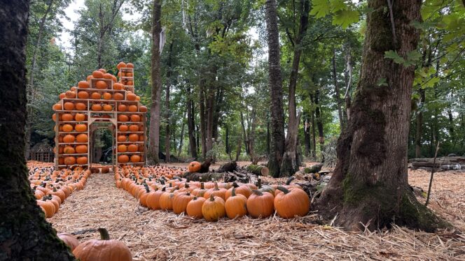 Pumpkins in the forest at Maan Farms