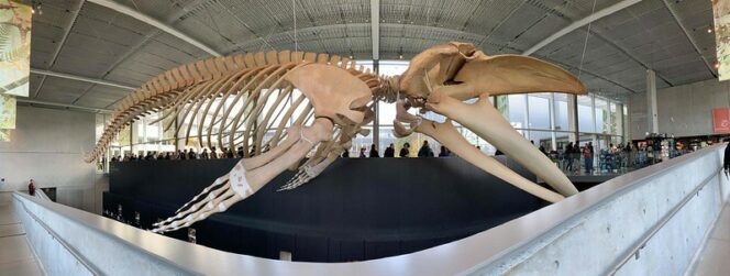Whale skeleton at Beaty Biodiversity Museum in Vancouver