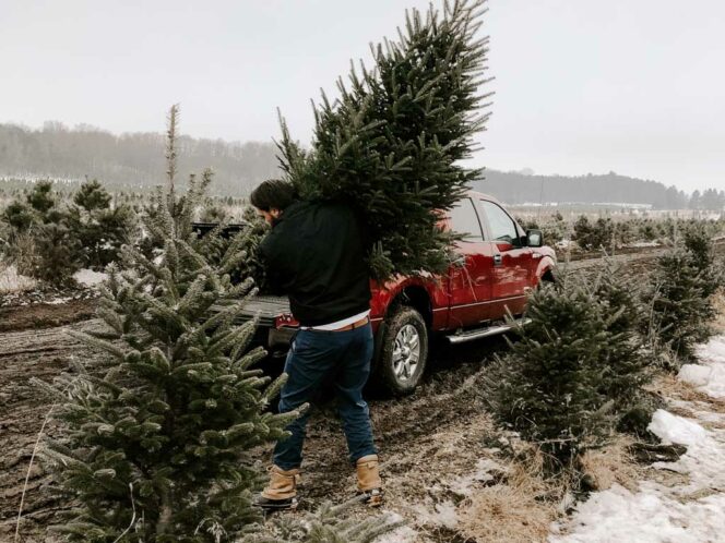 A man cuts down a Christmas Tree