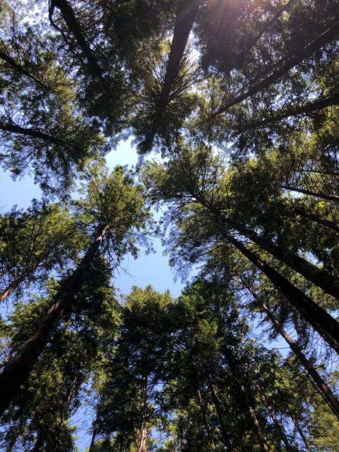 Towering trees in Pacific Spirit Regional Park
