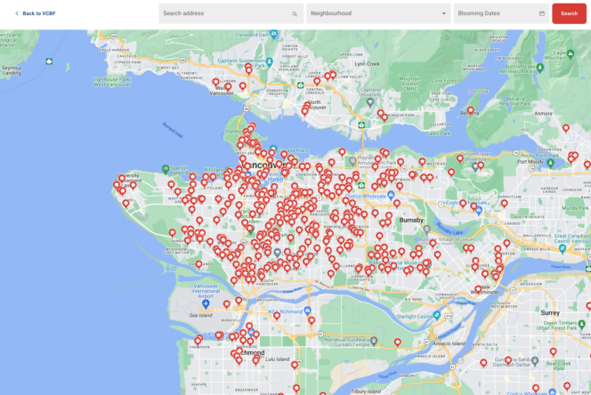 Map showing 2024 cherry blossom locations in Vancouver