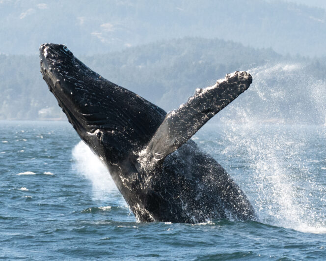 A humpback whale breaches in the Salish Sea