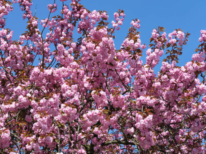 Close up of cherry blossoms against blue sky. 
