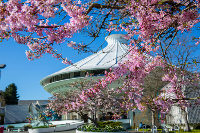 Cherry blossoms outside HR MacMillan Space Centre and Museum of Vancouver