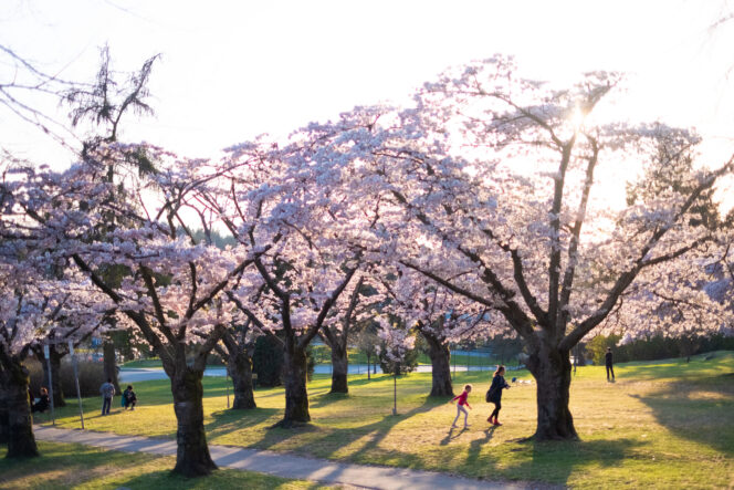 Cherry blossoms at Queen Elizabeth Park