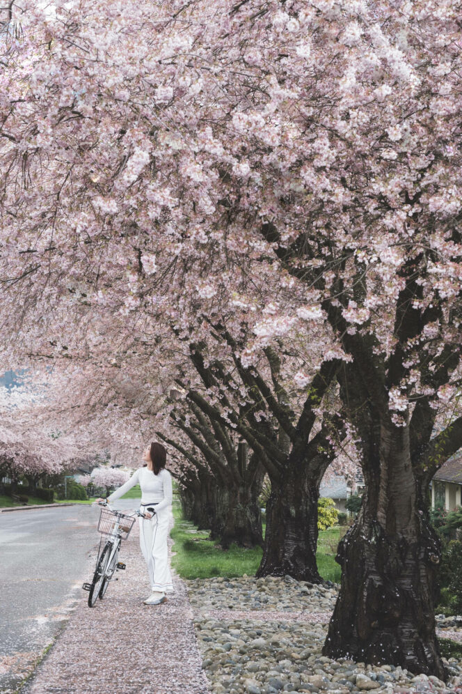 A woman walks her bike underneath cherry blossoms. 