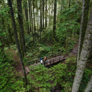 Hikers walk across a bridge in a lush rainforest in Vancouver.