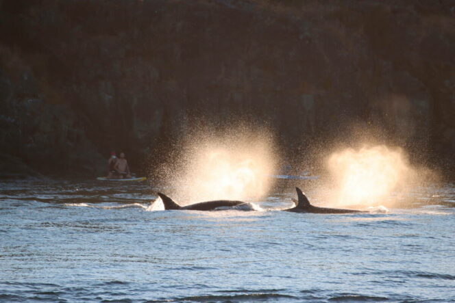 Orcas blowing near Vancouver
