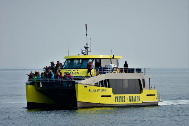A large yellow catamaran boat takes guests whale watching near Vancouver