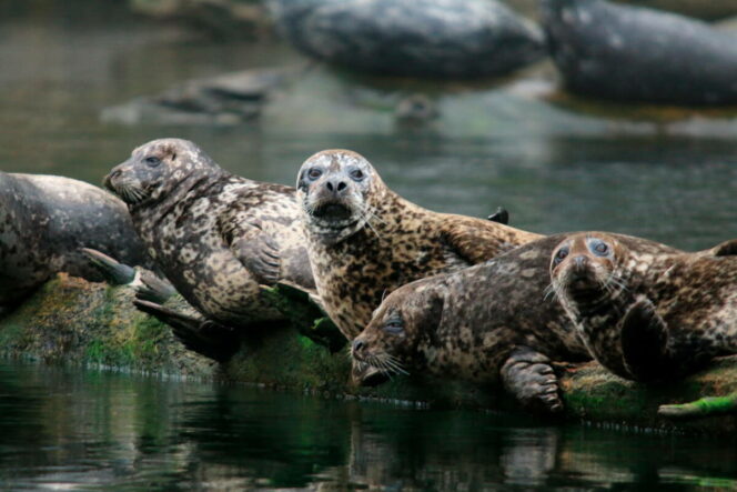 Seals rest on a log near Vancouver