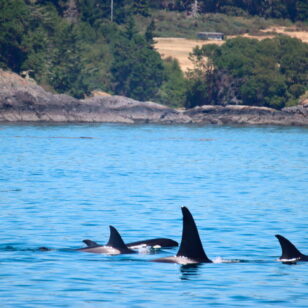 A pod of orcas surfaces just off shore near Vancouver
