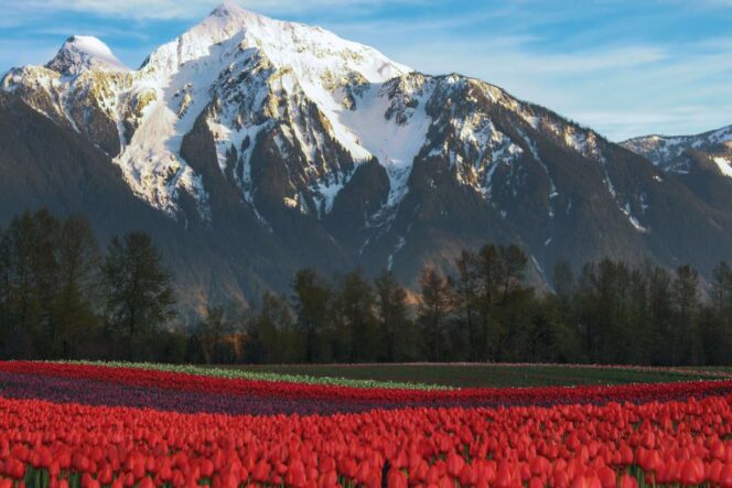 A field of red tulips in front of snowy mountains at the Harrison Tulip Festival near Vancouver