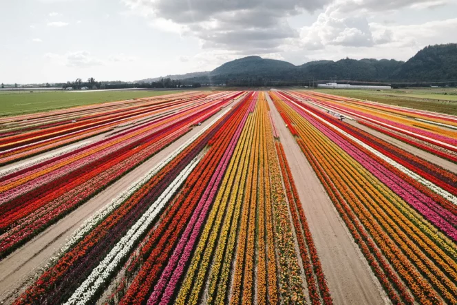An aerial view of rows of tulips at the Abbotsford Tulip Festival