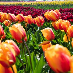Close up of tulips in a field of a tulips at a tulip festival